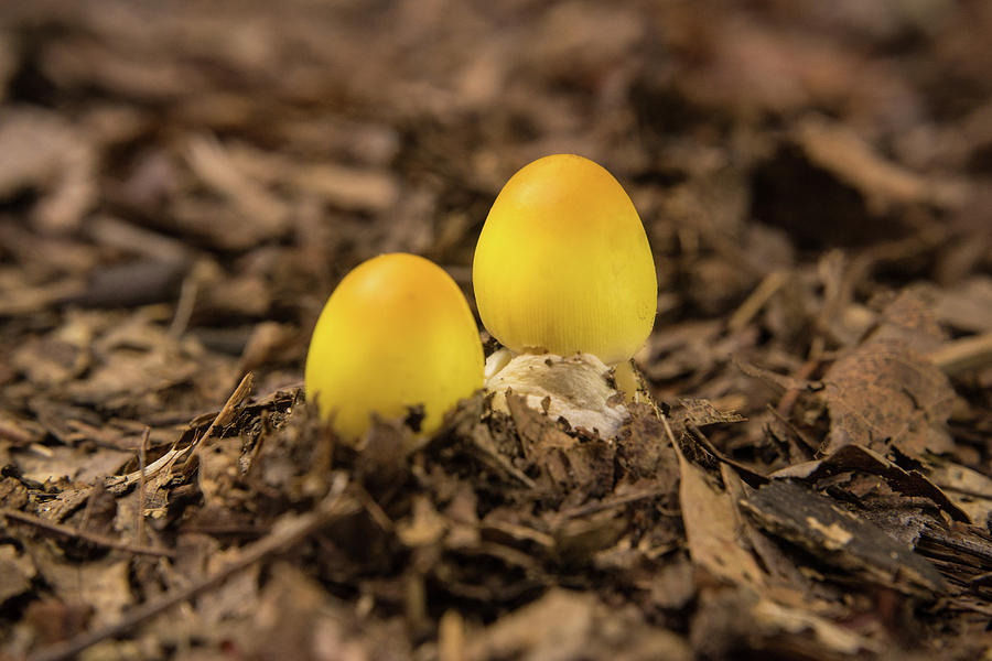 Mushroom Photograph - Two Little Yellow Buddies by Douglas Barnett