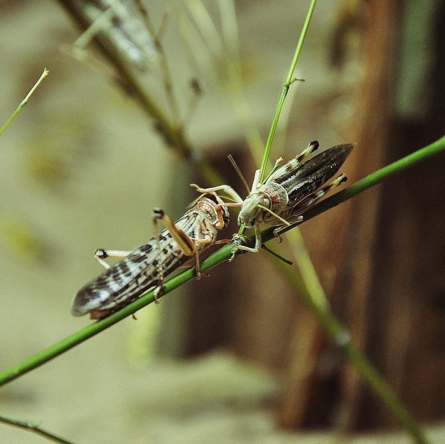 Two Locusts Photograph
