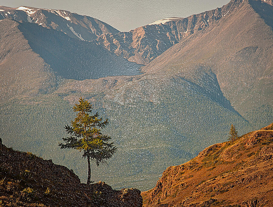 Two Lonely Trees, Mountain Landscape