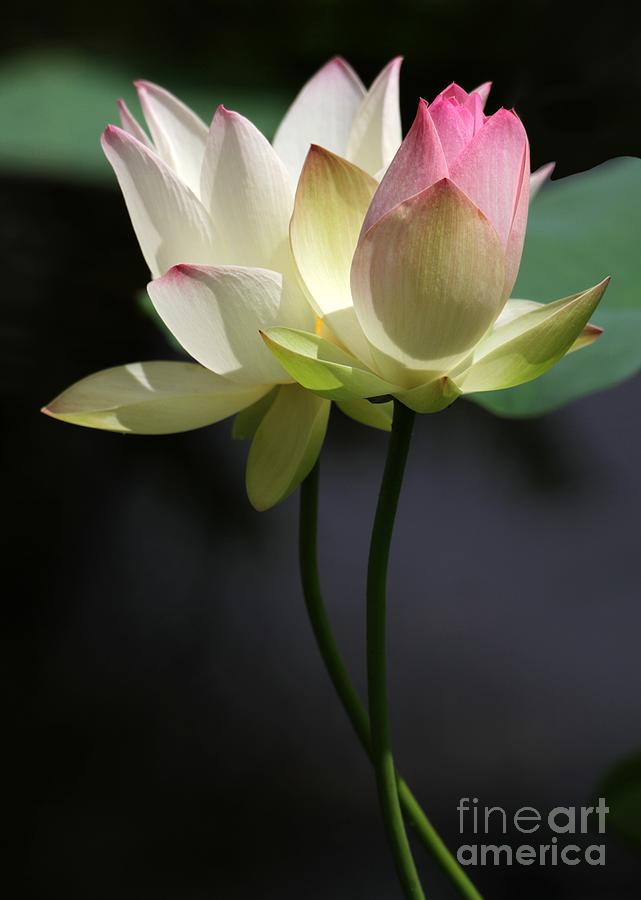 Two Lotus Flowers Photograph by Sabrina L Ryan