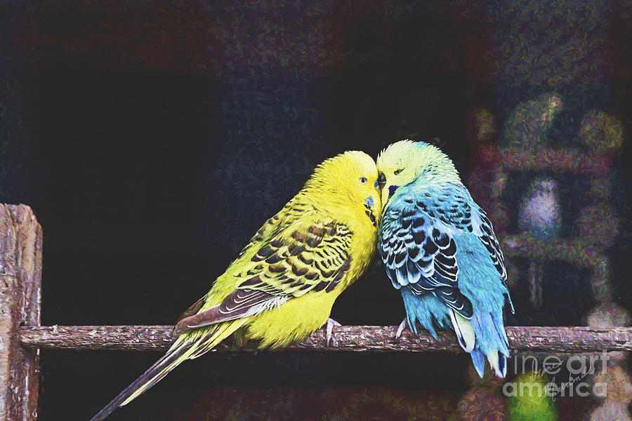 Lovebird Photograph - Two Love Birds by Diane Macdonald