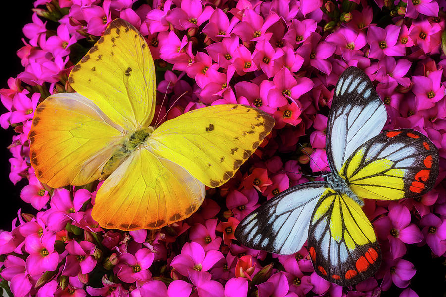 Two lovely Butterflies On Pink Flowers Photograph by Garry Gay