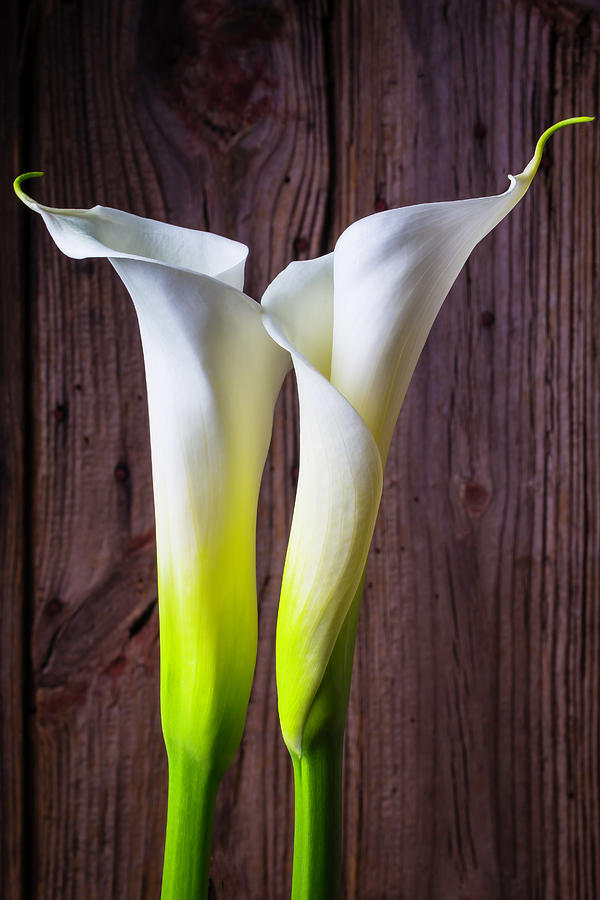 Two Lovely Calla Lilies Photograph by Garry Gay