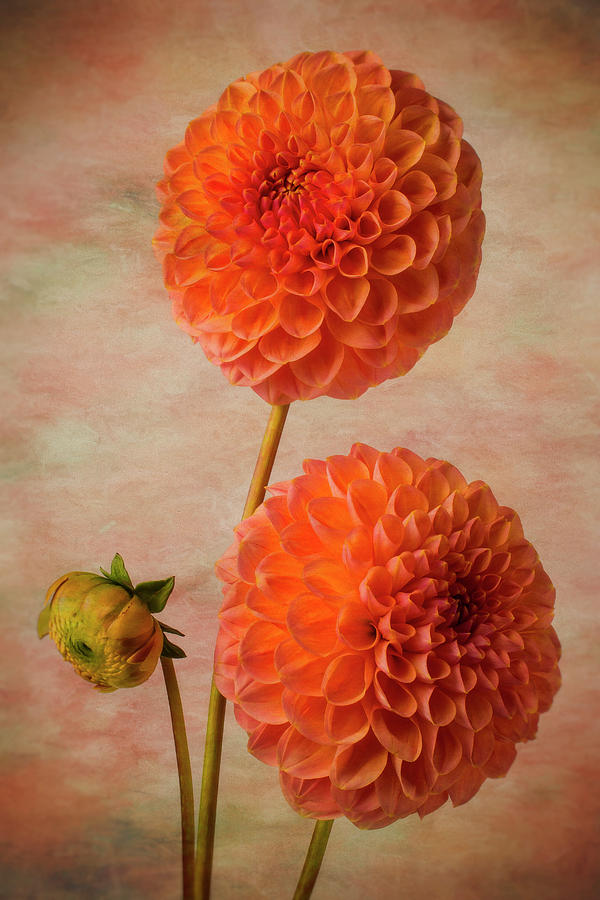 Two Lovely Dahlias Photograph by Garry Gay