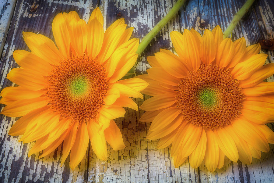 Two Lovely Sunflowers Photograph by Garry Gay