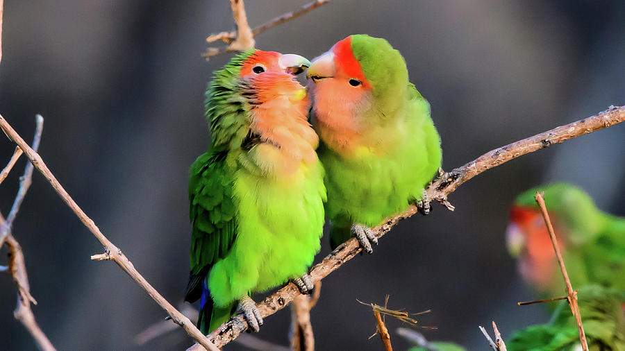Bird Photograph - Two loving rosy faced Lovebirds by John Platt