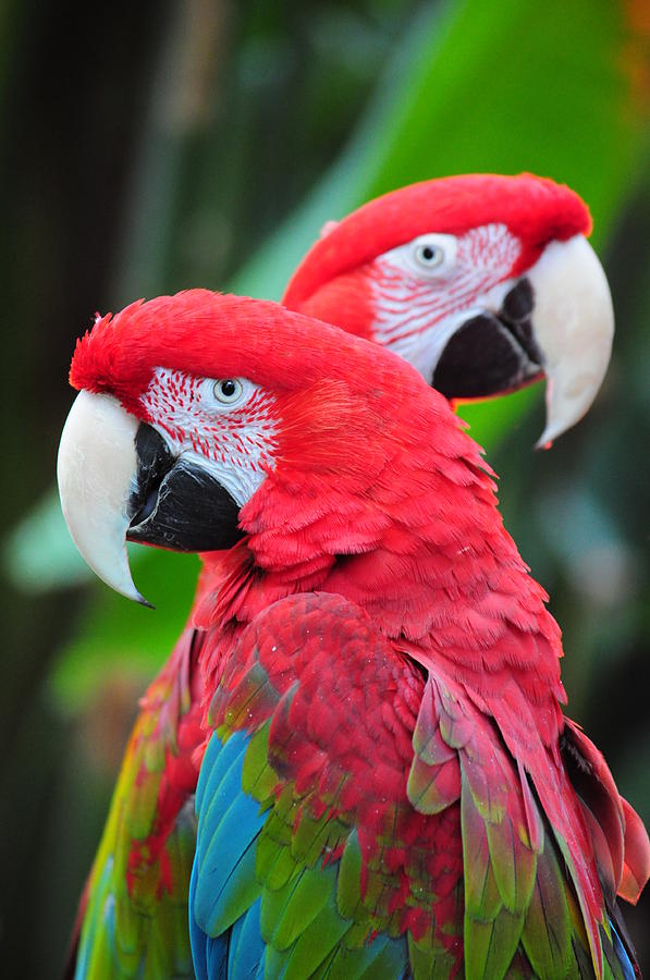 Two macaw parrots Photograph by Perl Photography