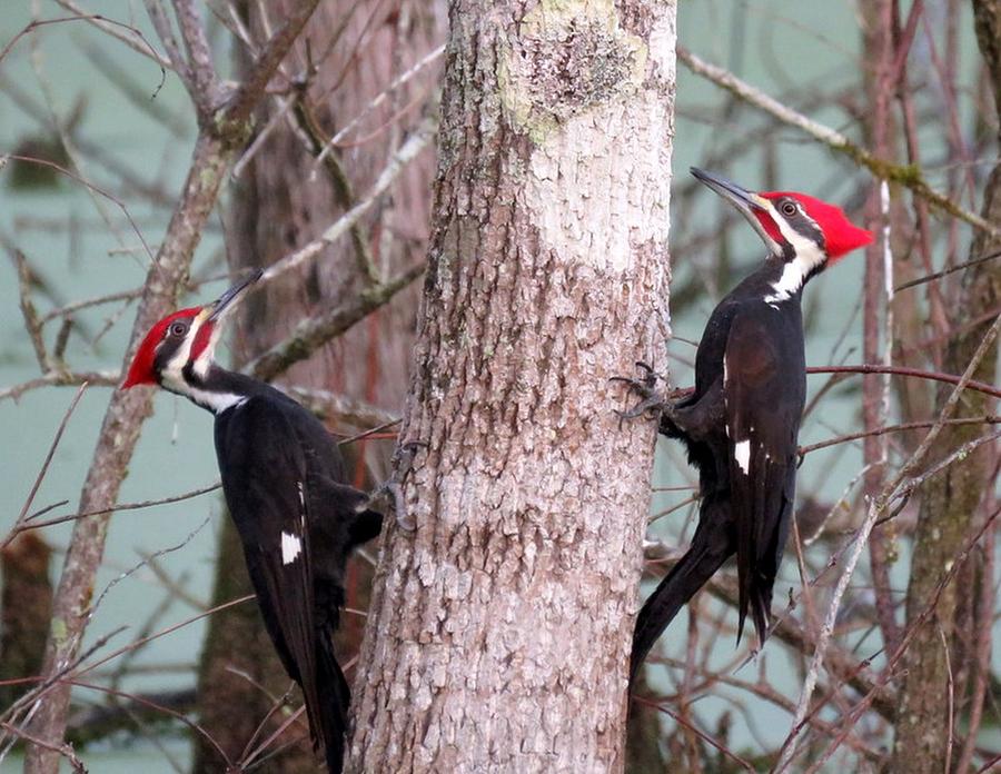 Two Male Pileated Woodpeckers Photograph By Betty Berard Fine Art America 