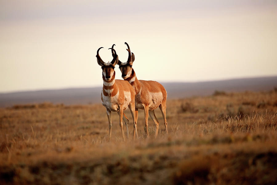 Nature Digital Art - Two male Pronghorn Antelopes in Alberta by Mark Duffy