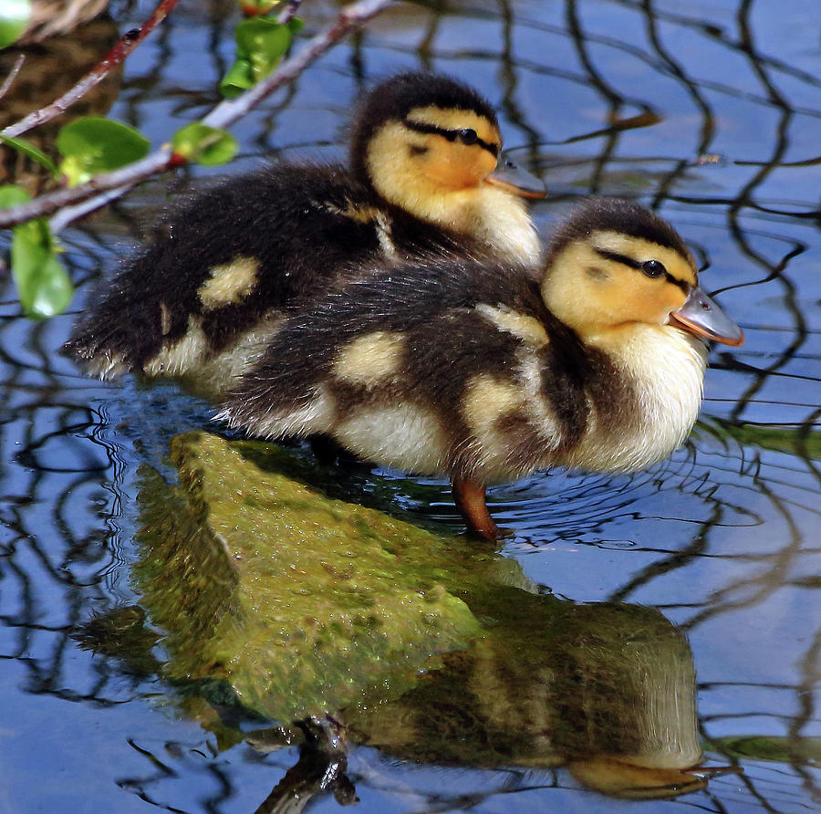 Two Mallard Ducklings Photograph by Jeff Townsend