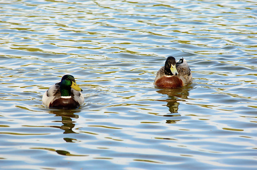 Two mallard ducks enjoying a swim Photograph by Johan Ferret - Pixels