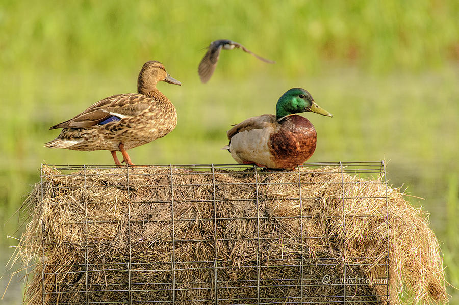 Two Mallards And A Swallow.... Photograph by Paul Vitko
