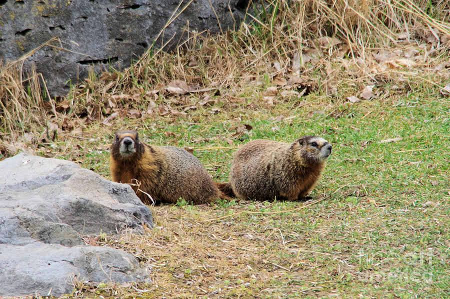 Two marmots Photograph by Jeff Swan