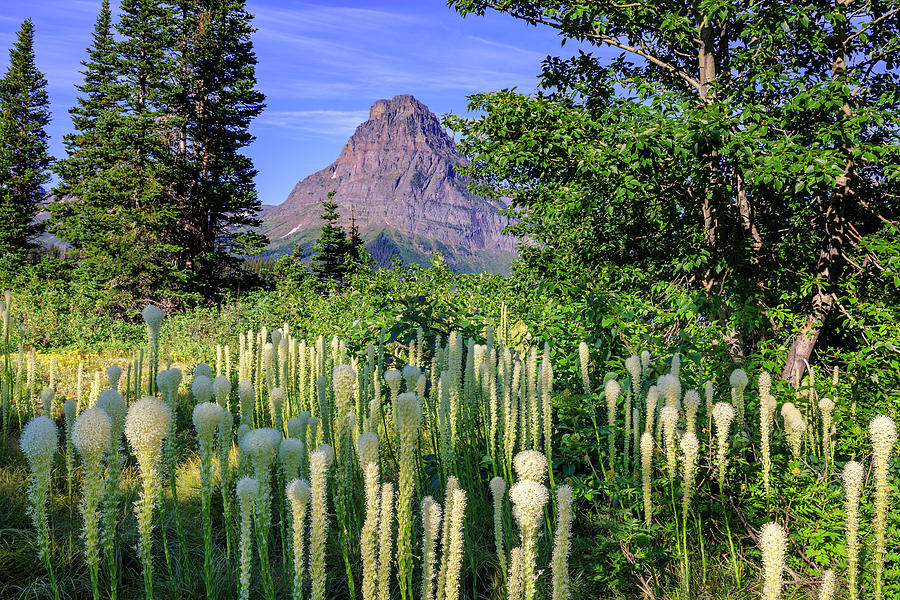 Two Medicine Bear Grass Photograph by Jack Bell
