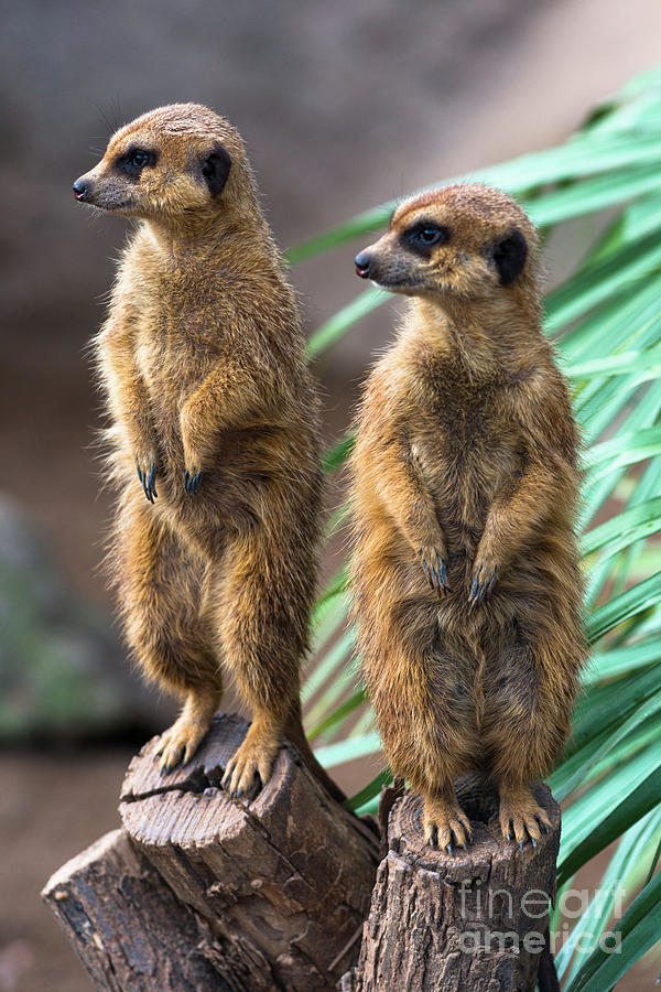 Two Meerkats standing to attention. Photograph by Andrew Michael