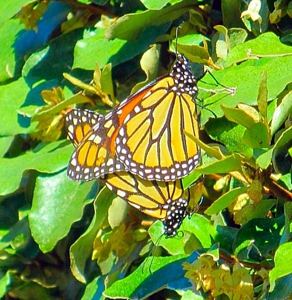 Two Migrating Monarchs Photograph by Betty Buller Whitehead