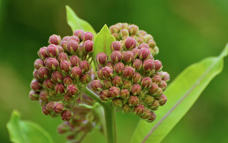 Two Milkweed Flowers Buds  Photograph by Lyle Crump