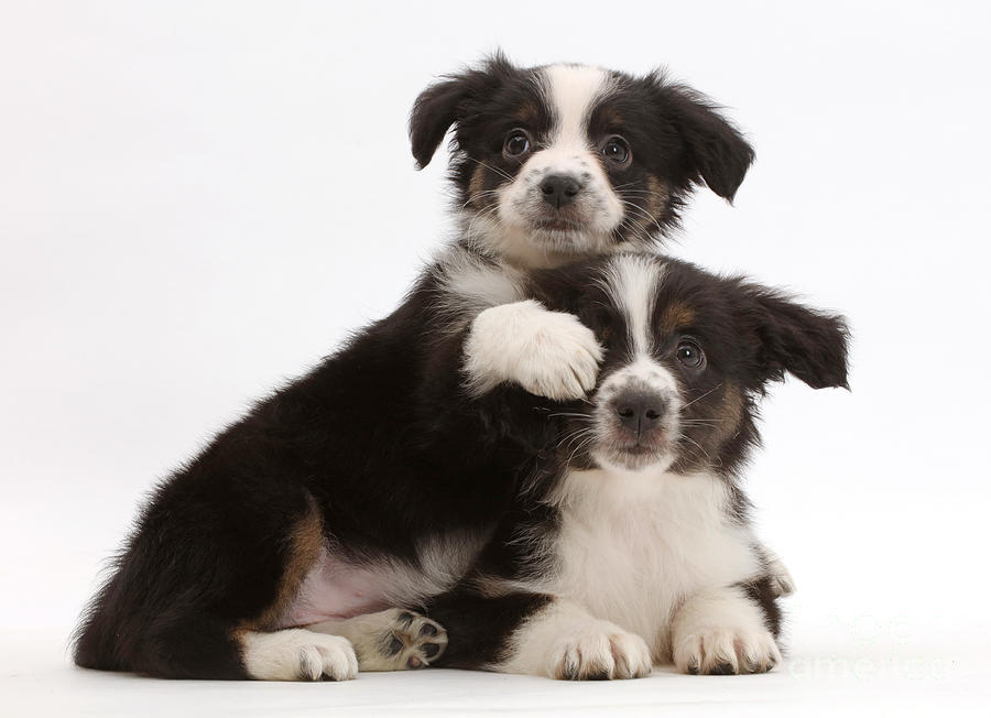 Two Mini American Shepherd Puppies Photograph by Mark Taylor