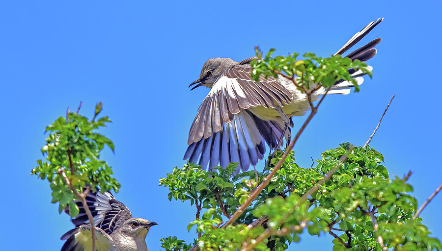 Two Mockingbirds  Photograph by Linda Brody