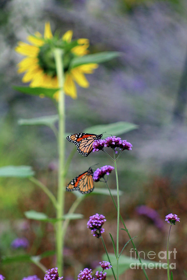 Two Monarch Butterflies and Sunflower 2011 Photograph by Karen Adams