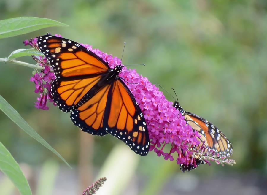 Two Monarch Butterflies Photograph by MTBobbins Photography