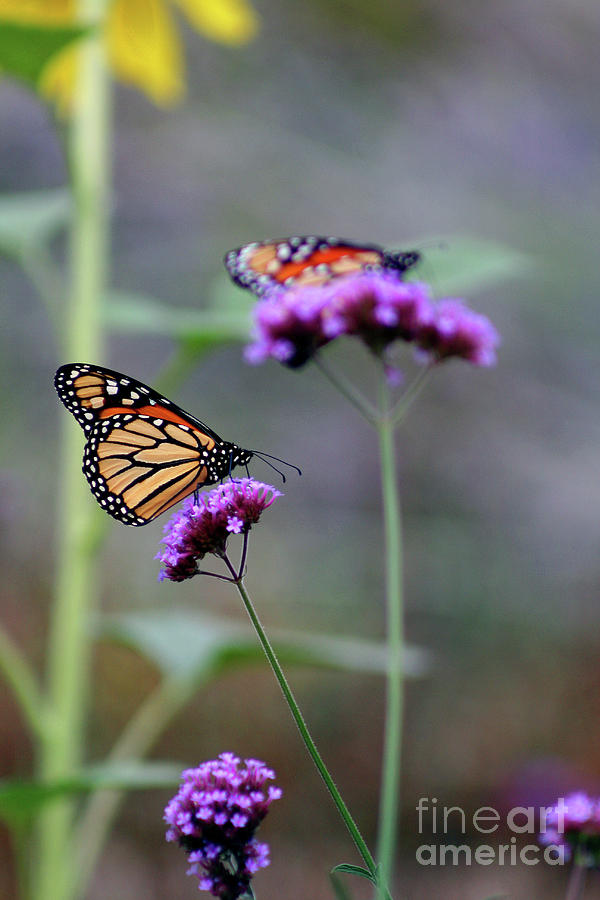 Two Monarchs on Verbena Photograph by Karen Adams