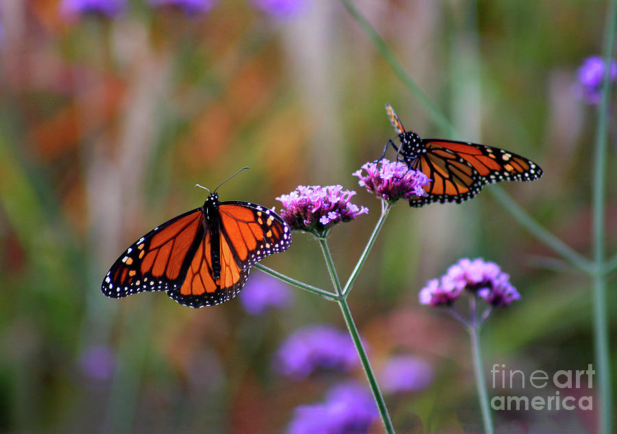 Two Monarchs Sharing 2011 Photograph by Karen Adams