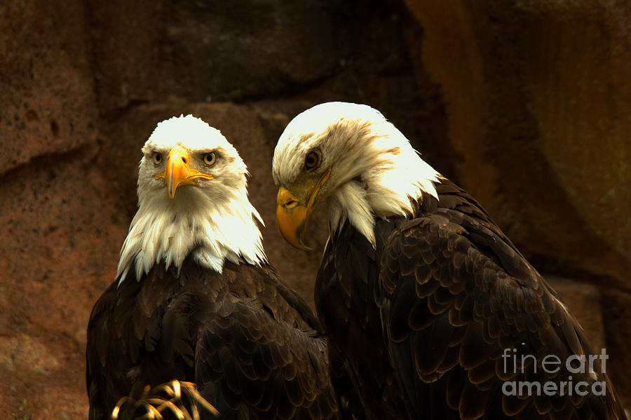 Two Montana Eagles Photograph by Adam Jewell