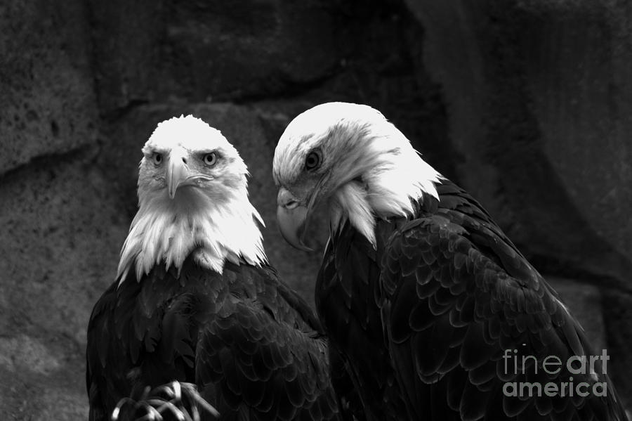 Two Montana Eagles Black And White Photograph by Adam Jewell