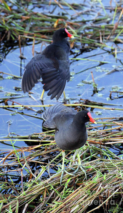 Two Moorhens Photograph by Jennifer Robin