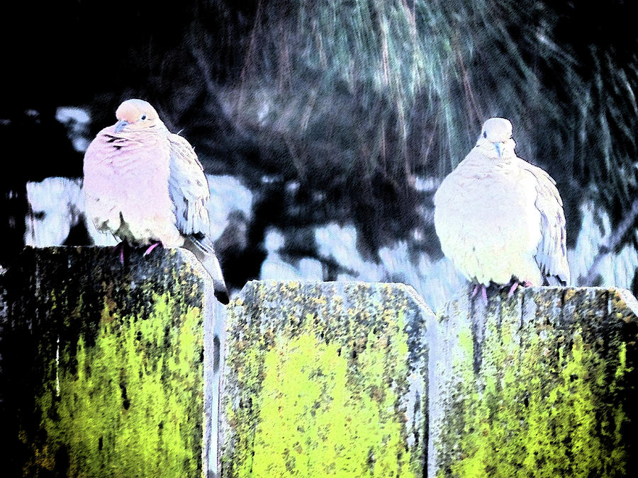 Two More Doves On A Fence Digital Art