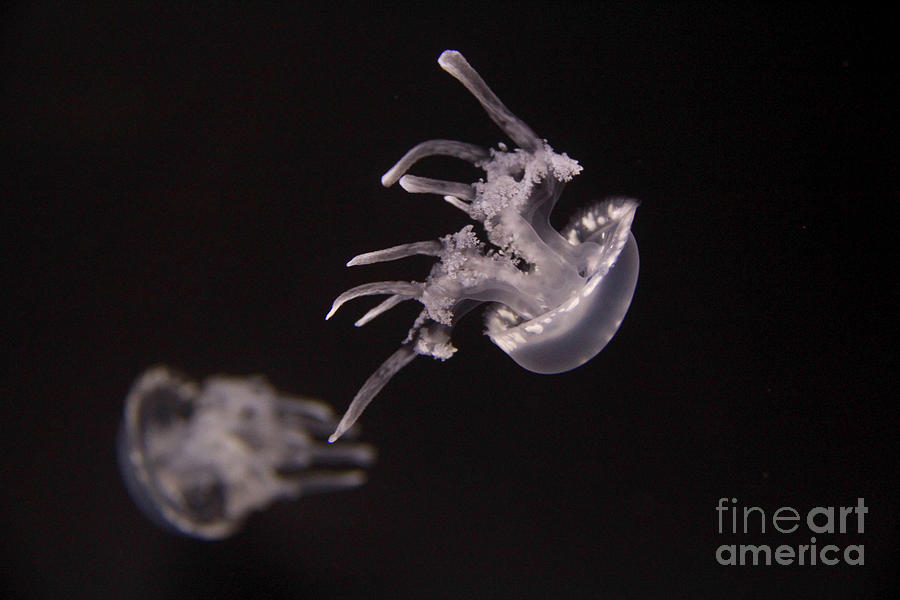 Two More Moon Jellies Photograph by Jennifer Bright Burr