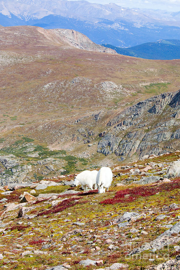 Two Mountain Goats on Mount Bierstadt in the Arapahoe National Fores Photograph by Steven Krull