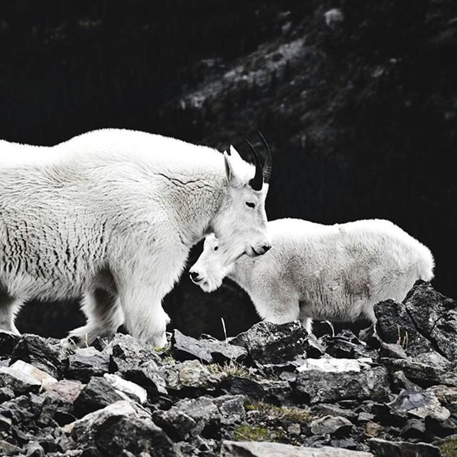 Goat Photograph - Two Mountain Goats Sharing A Moment In by Jesse L