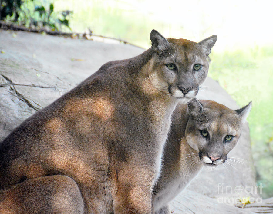 Two Mountain Lions Photograph by Catherine Sherman