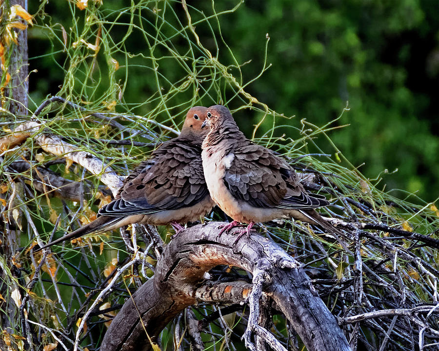 Two Mourning Doves H14 Photograph