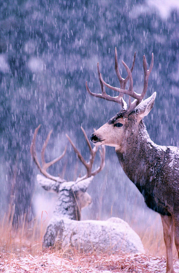 Two Mule Deer Bucks in Snow Photograph by Mark Miller