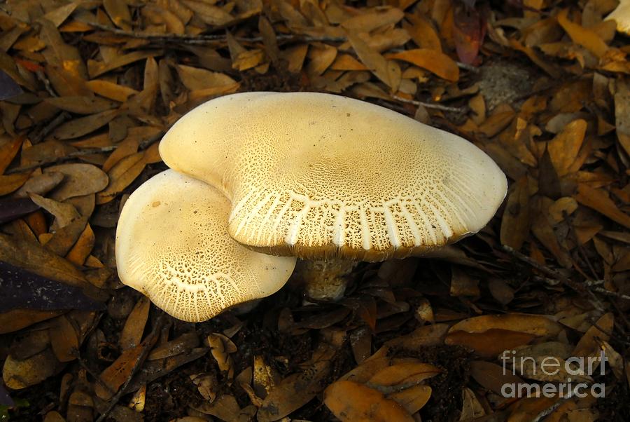 Two Mushrooms Photograph by David Lee Thompson