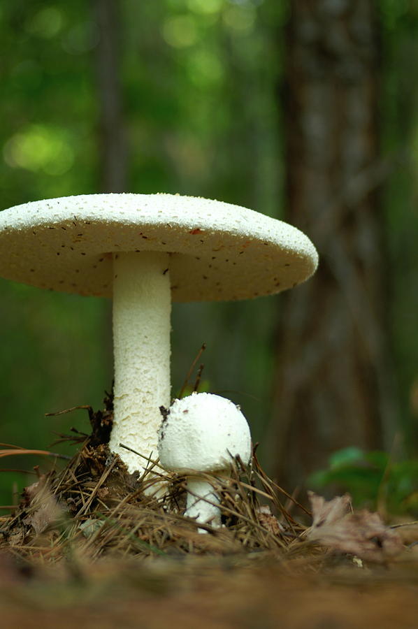 Two Mushrooms Photograph by Henri Irizarri