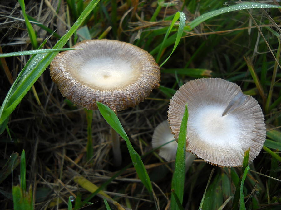 Two Mushrooms in Grass Photograph by Kent Lorentzen