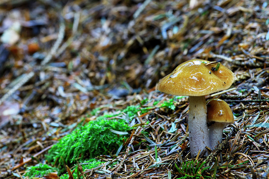Two mushrooms Photograph by Ivan Slosar