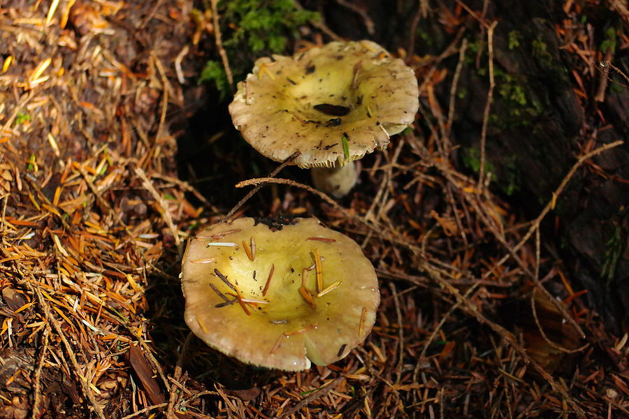 Two mushrooms Photograph by Jeff Swan