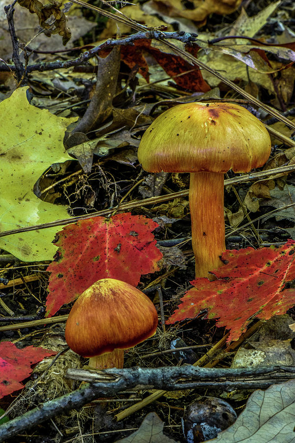 Two Mushrooms Photograph by Paul Freidlund
