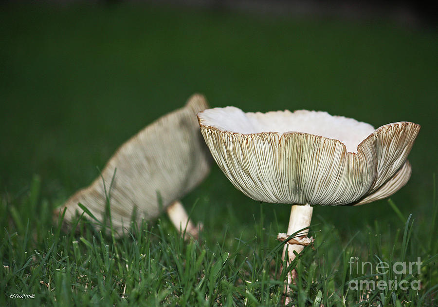 Two Mushrooms Photograph by Terri Mills