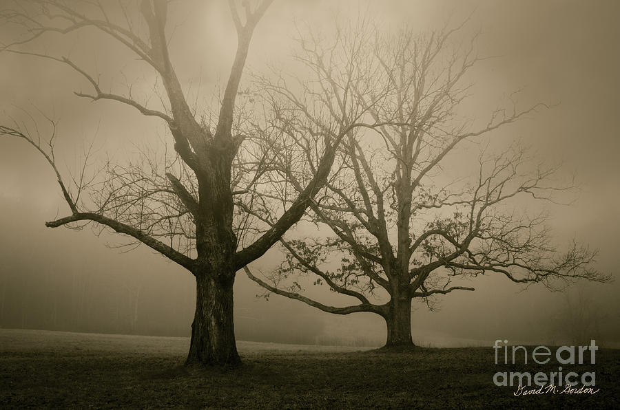 Two Oak Trees And Fog Photograph by David Gordon