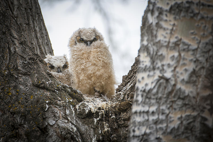 Owl Photograph - Two of a Kind by Bill Cubitt