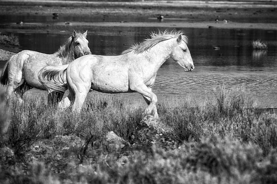 Two of a Kind bw Photograph by Belinda Greb