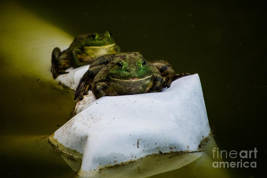 Frogs Photograph - Two of a kind by Gaby Swanson Frogs Photograph - Two of a kind by Gaby Swanson