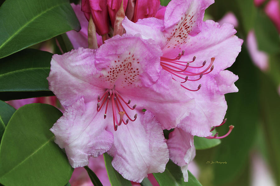 Two Of A Kind - Rhododendrons Photograph by Jeanette C Landstrom