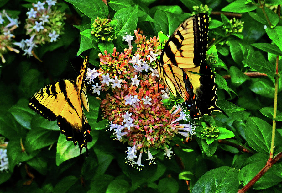 Two Of A Kind - Swallowtails 003 Photograph by George Bostian